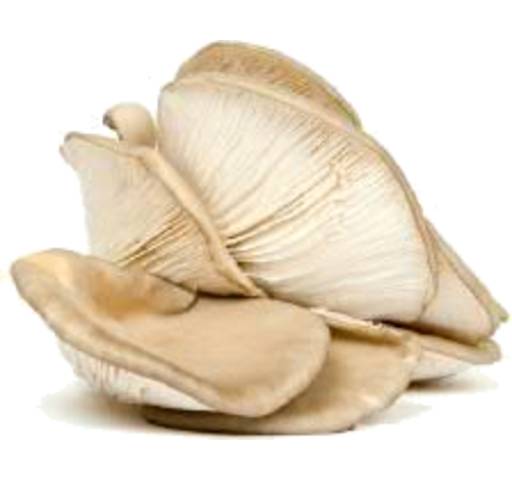 Oyster Mushrooms
