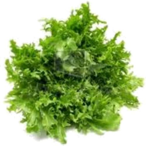Chicory